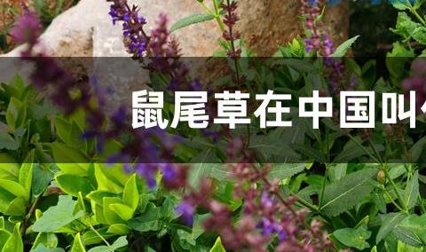 鼠尾草在中国叫什么？