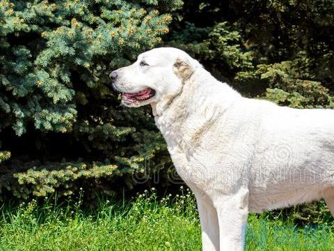 科学喂养中亚牧羊犬的方法？