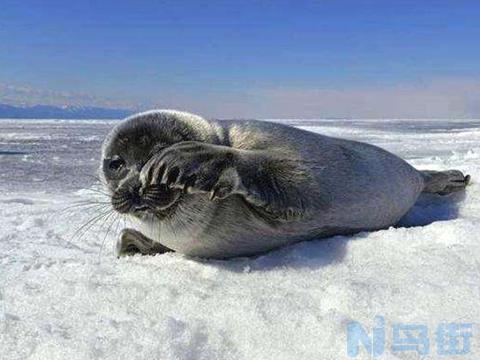 海豹可以在淡水中生活吗