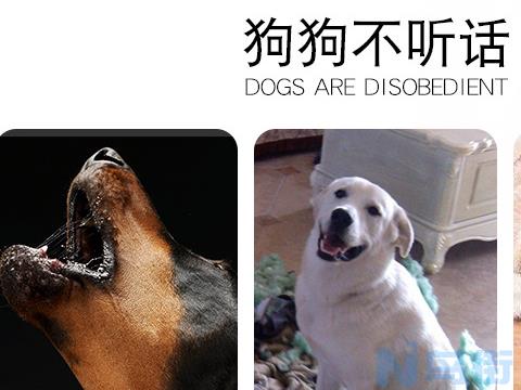 响片训犬的基本方法？