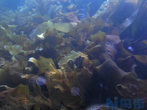 海带生活在什么样的海里