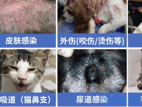 猫尿路感染用什么药？