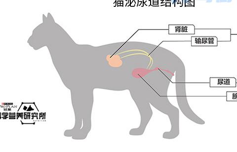 母猫尿道口褐色分泌物？