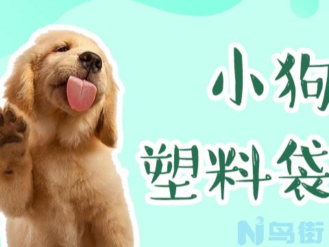 狗吃塑料怎么办？