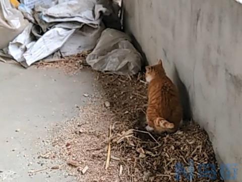 猫活泼就是拉黑色的屎？