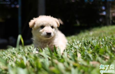 幼犬喝羊奶粉到几个月？