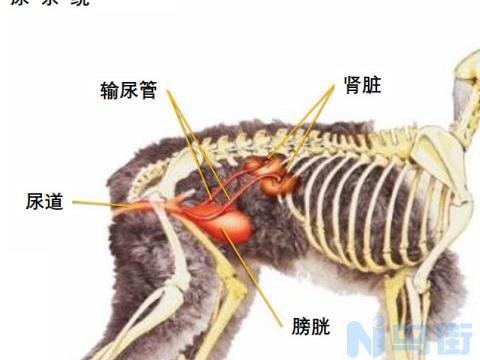 狗狗器官衰竭能活多久？