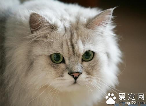 金吉拉吃什么牌子猫粮？