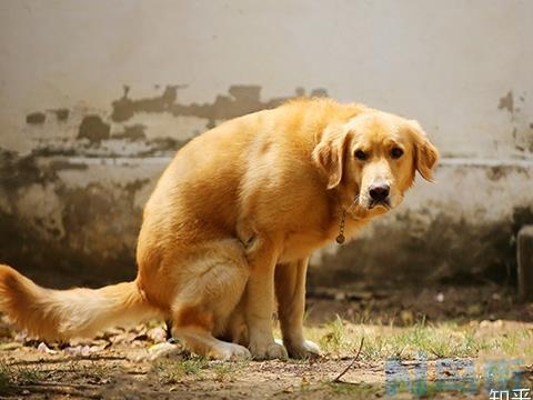 狗狗拉屎次数多正常吗？