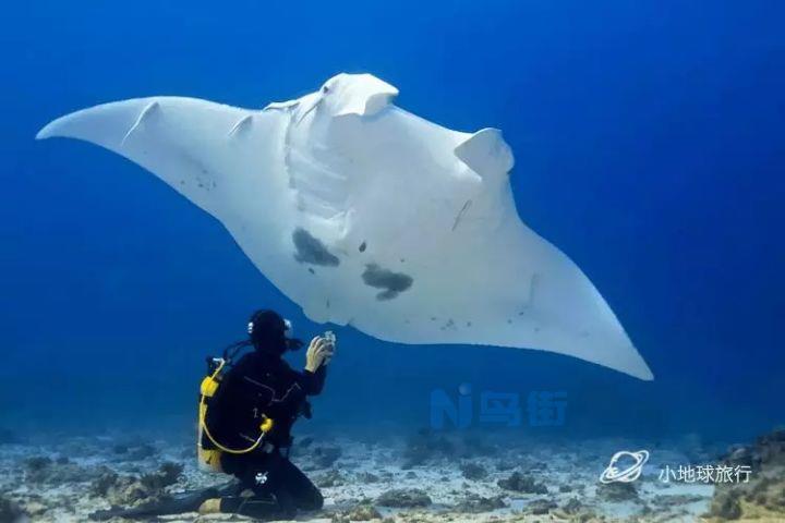 蝙蝠鱼和魔鬼鱼有什么区别