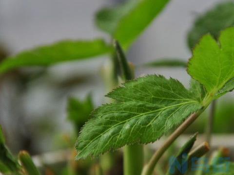 鸭儿芹的养殖方法有哪些？