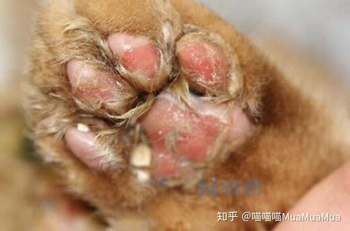 猫杯状病毒可以除根么？