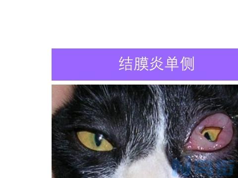 猫得了依原体支原体感染病毒会一直存在吗？