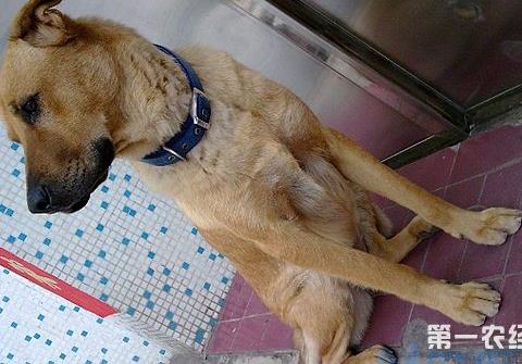 犬瘟房子要消毒多久？