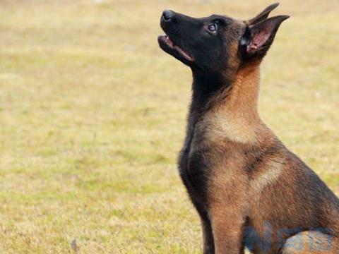 马犬可以吃鸡头吗？