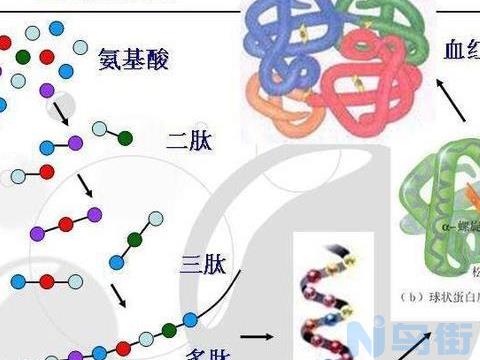 猫赖氨基酸的功效与作用？