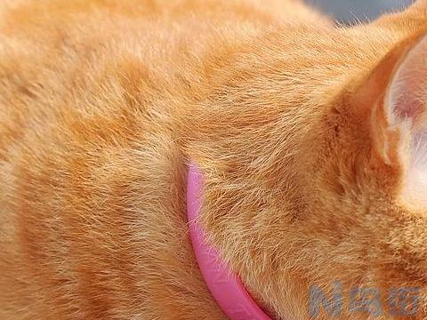 猫吃了满天星之后会中毒嘛？