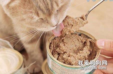 猫咪肾衰竭可以吃罐头吗？