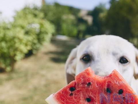 狗狗可以吃冬瓜嘛？