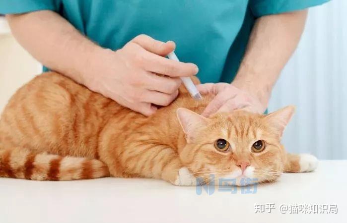 猫瘟打血清什么作用？