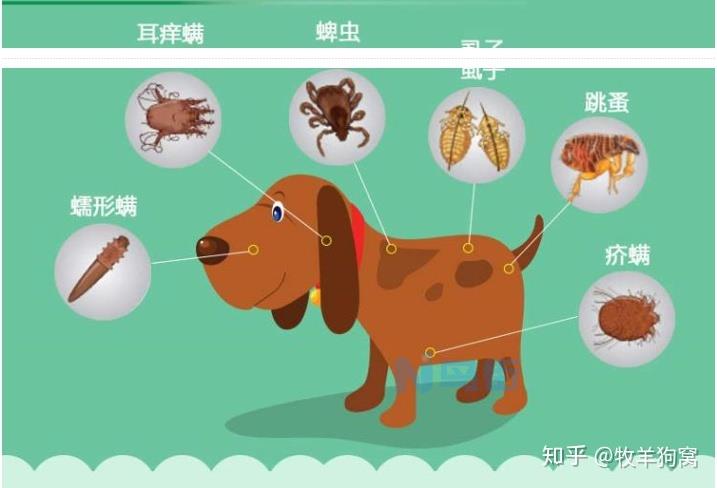 古牧多大体内驱虫？