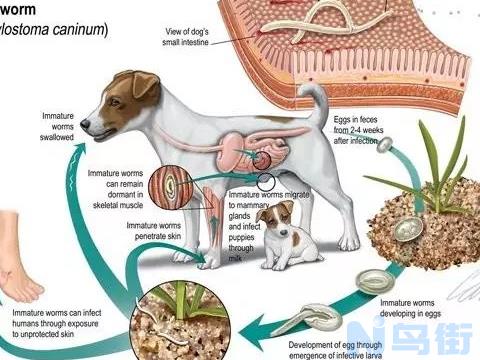 狗狗普虫与球虫间隔多久？