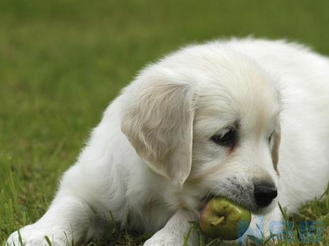 狗狗怀孕可以吃山药吗？