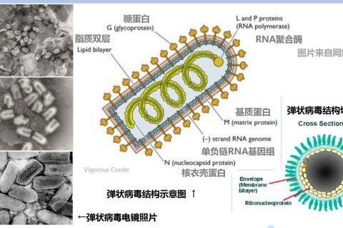 狗狗细小病毒可以传播多远？