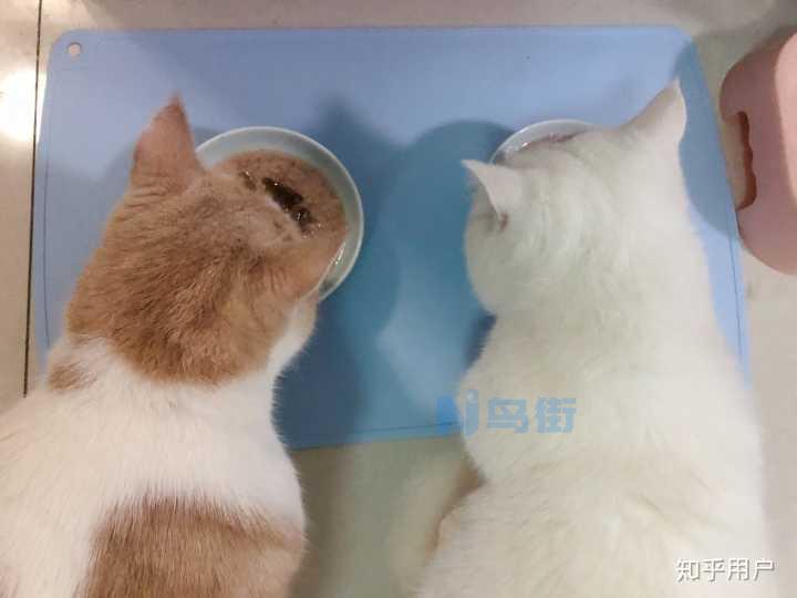 猫咪尿结石后会肾衰竭吗？