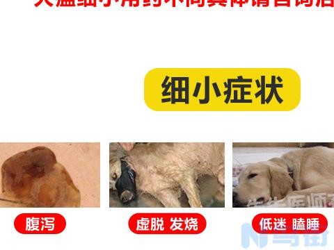 犬瘟单抗和细小单抗间隔多久？