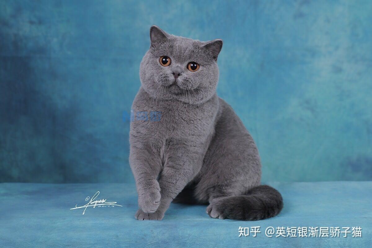 英短猫为什么容易患猫传腹？