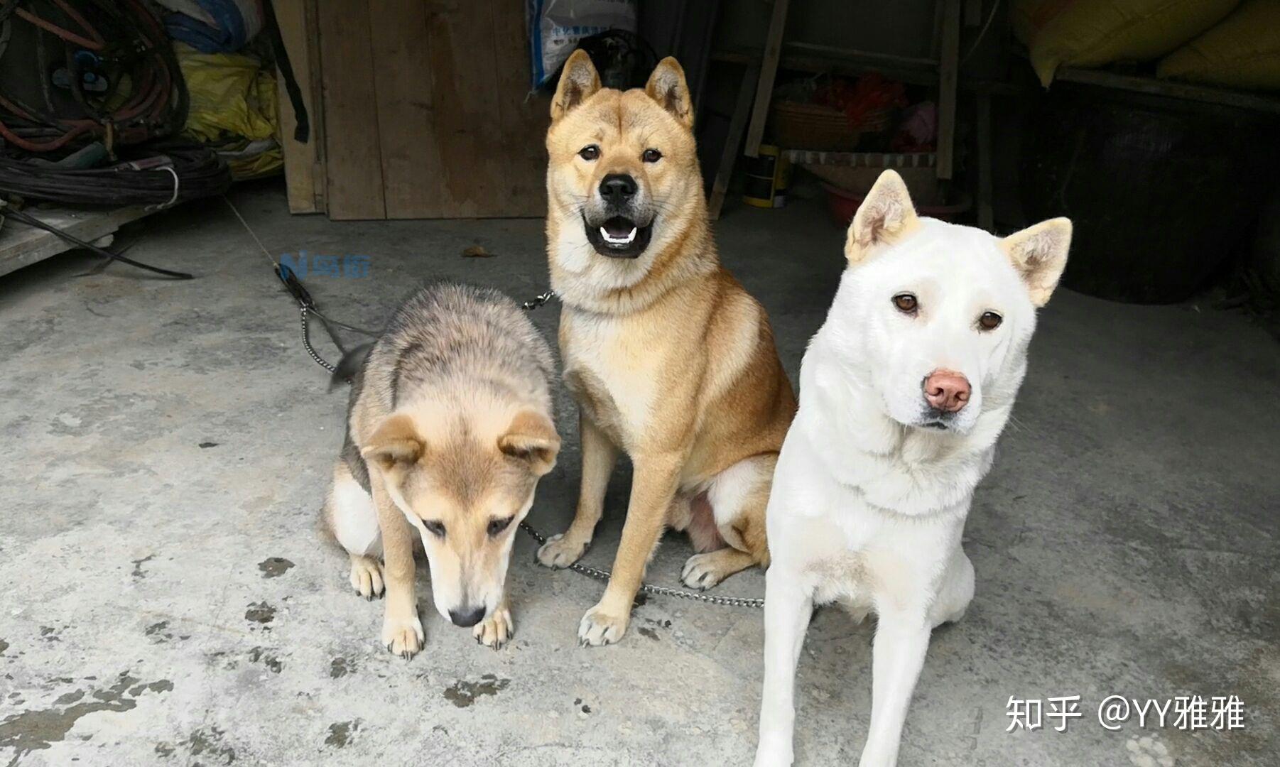 中华田园犬几岁认主人？