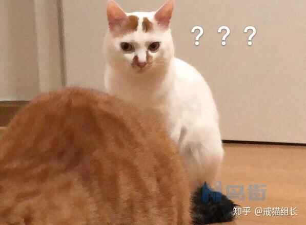 猫咪偷吃了茶叶蛋会有什么问题吗？