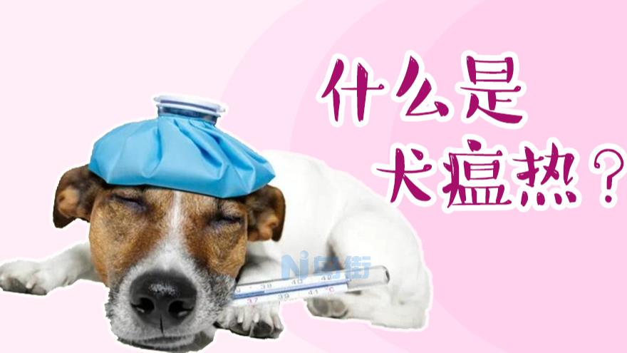 犬瘟治疗多久可以产生抗体？