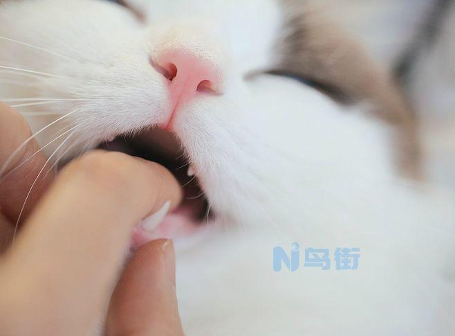 猫吃赖氨酸会导致呕吐吗？