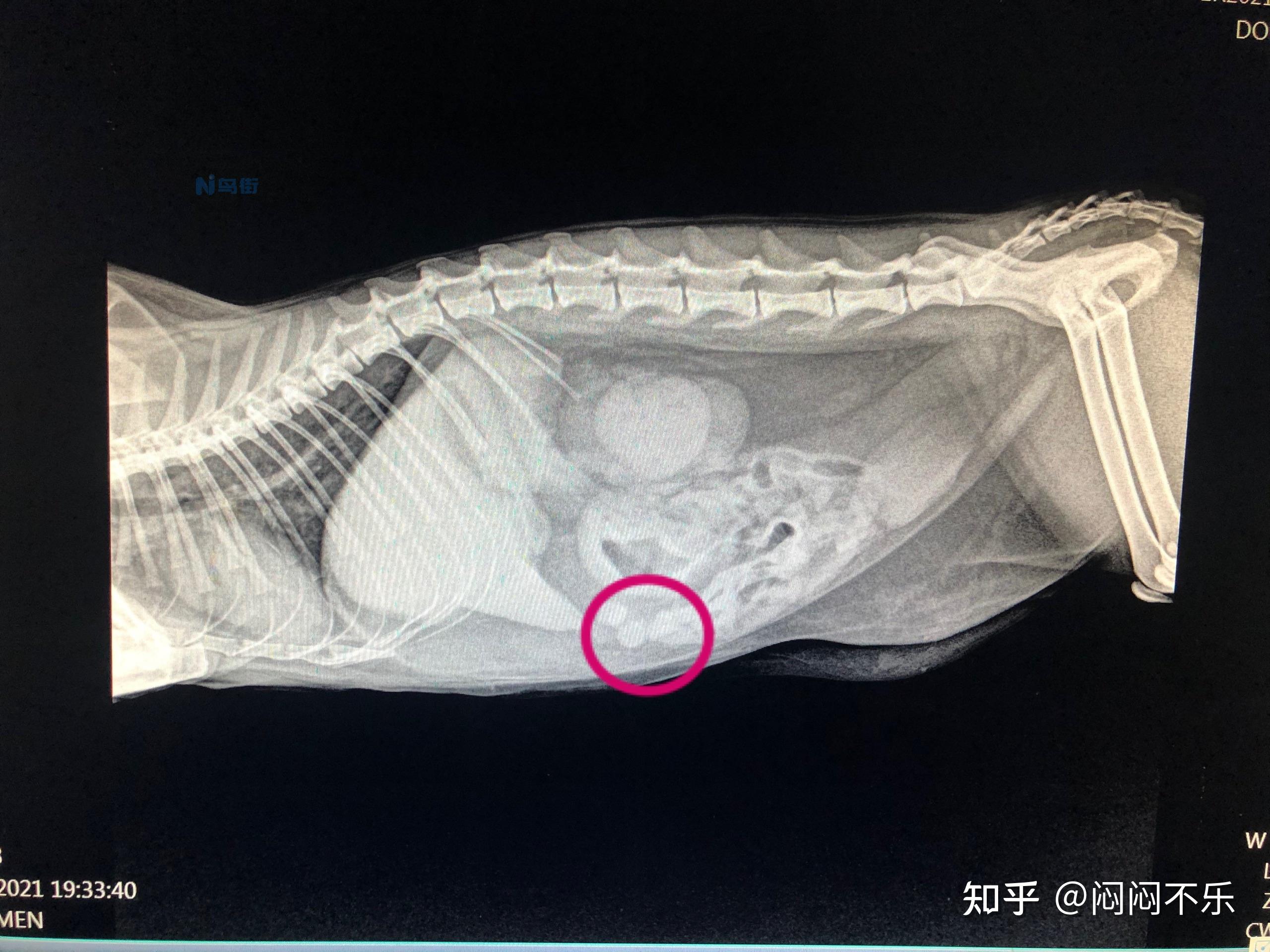 猫瘟传腹是什么意思？