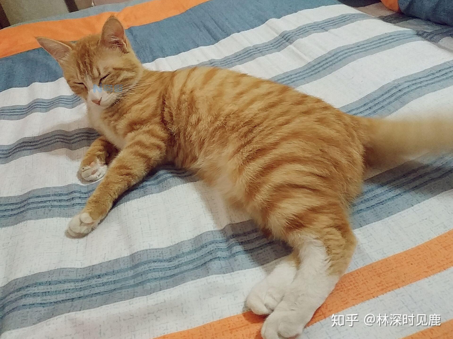 九个月橘猫正常体重？