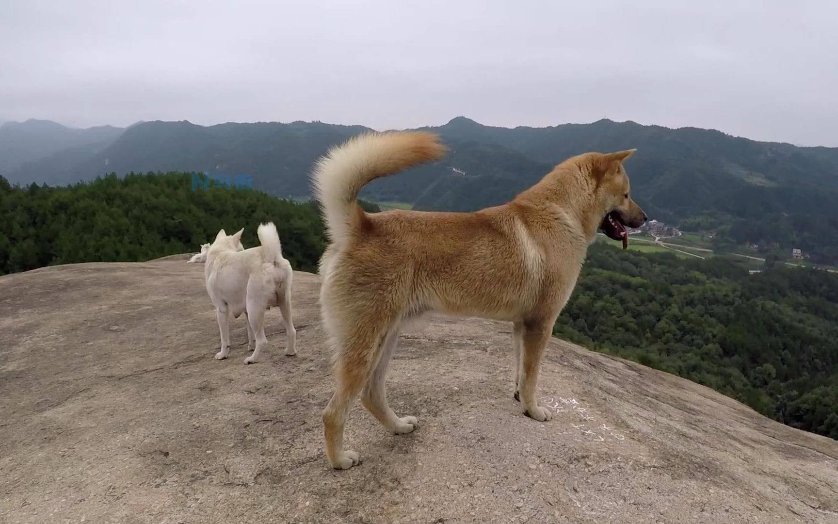 一般的土狗能活多少年？