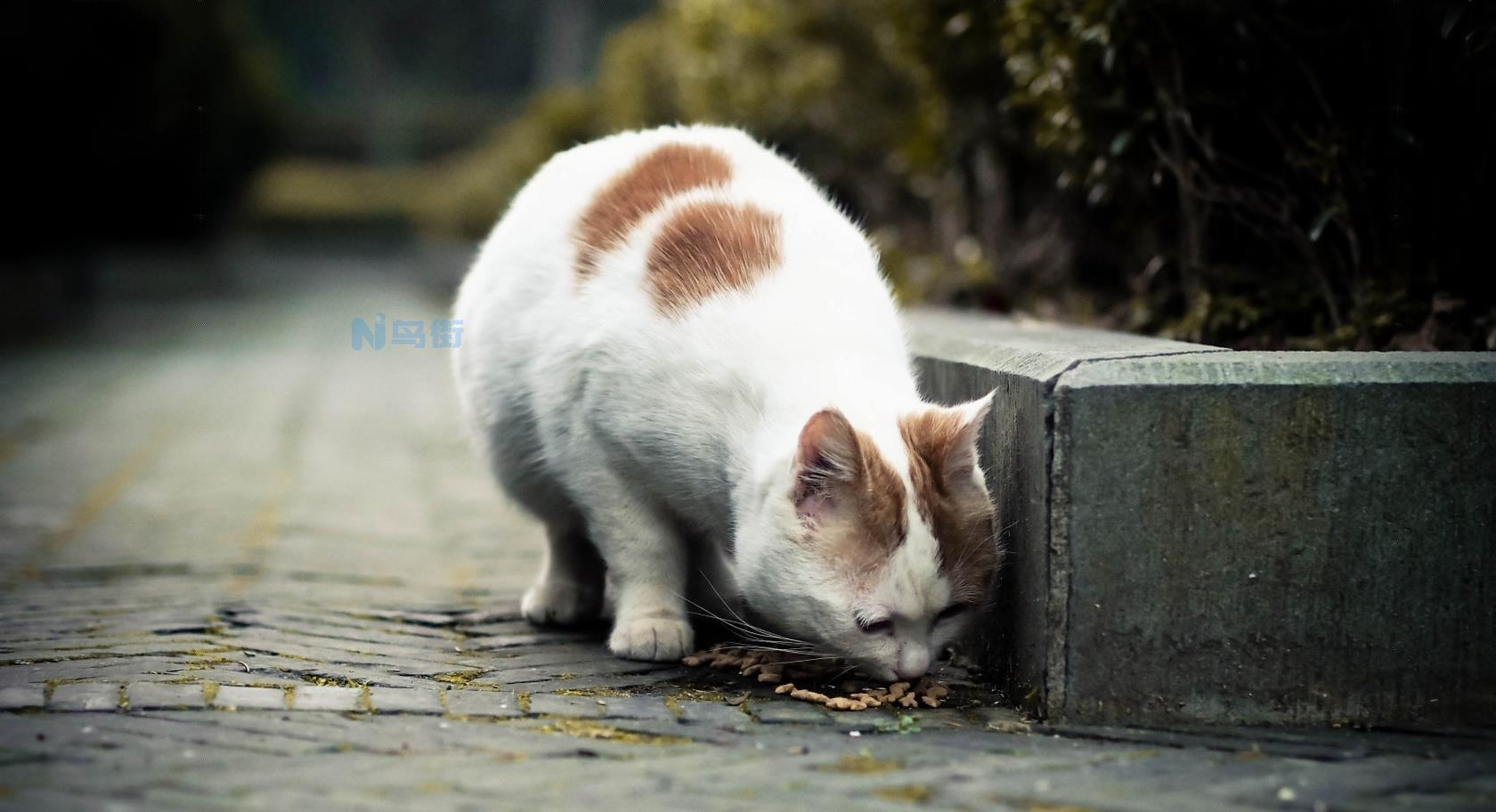 小猫长途运输能吃饭吗？