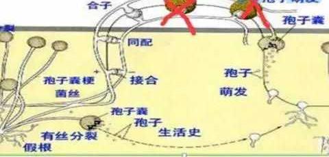 怎样配制波尔多液？