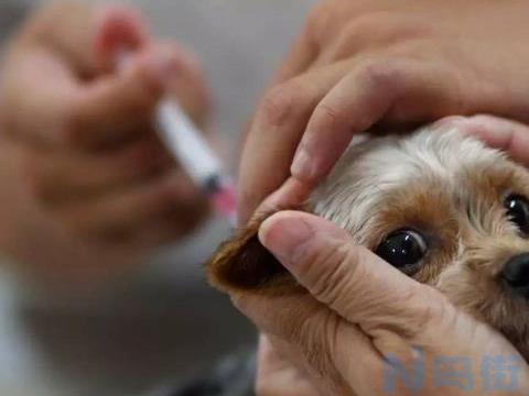 犬瘟打二联疫苗多久可以好？