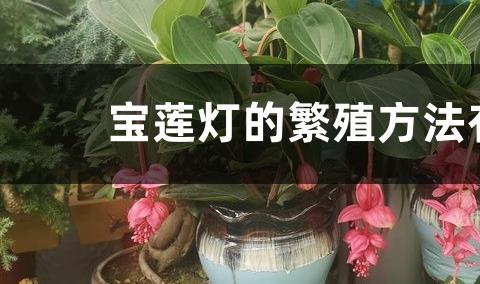 宝莲灯的繁殖方法有哪些？