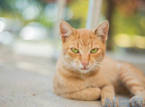 小猫的禁情粉该怎么用？