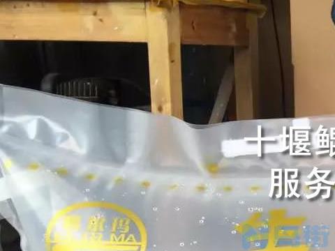 中华鲟在氧气袋里能活几天？