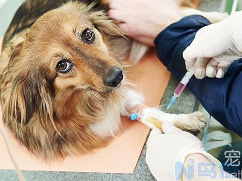 狗注射血清能预防狂犬病吗？