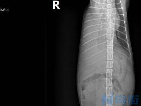 X光能检查猫传腹吗？