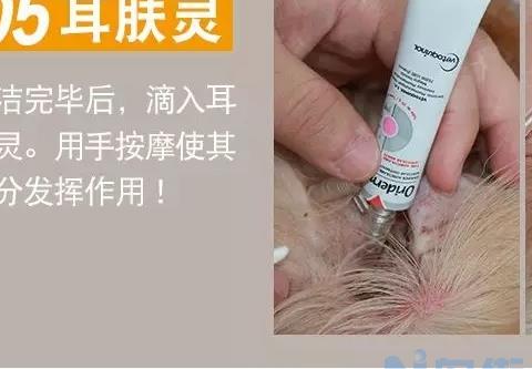 小狗中耳炎用什么药水？