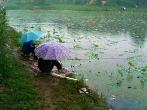 早春阴雨天钓鱼怎么钓