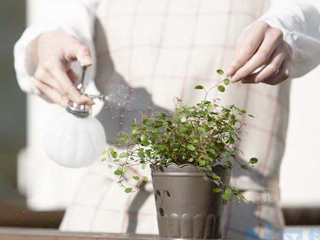 如何正确地给花草喷水？