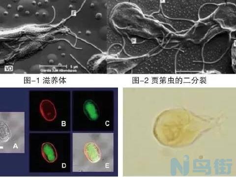 犬猫梨形鞭毛虫治疗？